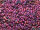 TOHO Round Beads 15/0 - 515F Higher-Metallic Frosted Mardi Gras (30g Vorteilspack)