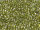 TOHO Round Beads 15/0 - 457 Gold-Lustered Green Tea (ca. 6g)