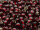 TOHO Round Beads 8/0 - 25D Silver-Lined Garnet (50g Vorteilspack)
