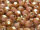 GSP Rund 4mm - Luster Opaque Rose/Gold Topaz