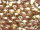 GSP Rund 4mm - Luster Opaque Gold/Smoky Topaz