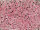 TOHO Round Beads 15/0 - 38 Silver-Lined Pink (30g Vorteilspack)