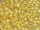 TOHO Round Beads 15/0 - PF2110 PermaFinish Silver-Lined Milky Light Topaz (ca. 6g)