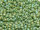 TOHO Round Beads 15/0 - 2633F Semi-Glazed Rainbow Clover (ca. 6g)