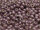 TOHO Round Beads 11/0 - PF554F PermaFinish Matte Galvanized Lilac (50g Vorteilspack)