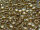 TOHO Round Beads 8/0 - 989 Gold-Lined Crystal (50g Vorteilspack)