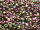 TOHO 3-Cut 12/0 - 509 Higher-Metallic Purple/ Green Iris (ca. 6g)