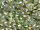 GSP Rund 3mm - Crystal Vitrail Medium (VM)