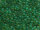 TOHO Round Beads 11/0 - 242FM Emerald-Lined Frosted Matte Jonquil (50g Vorteilspack)