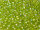 TOHO Round Beads 8/0 - 164 Transparent Rainbow Lime Green (50g Vorteilspack)