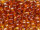 TOHO Round Beads 6/0 - 941 Transparent Smoky Topaz (50g Vorteilspack)