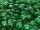 TOHO Round Beads 8/0 - 47D Opaque Shamrock (50g Vorteilspack)