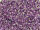 TOHO Round Beads 15/0 - 935 Purple-Lined Crystal (30g Vorteilspack)