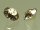 SWAROVSKI #1088 XIRIUS Chaton SS39 (ca. 8mm) Crystal Rose Patina (001ROSPA) Foiled