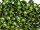 TOHO Round Beads 11/0 - 37 Silver-Lined Olivine (ca. 10g)