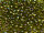 TOHO Round Beads 11/0 - 996 Gold-Lined Rainbow Peridot (ca. 10g)