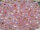 TOHO Round Beads 8/0 - PF2105 PermaFinish Silver-Lined Milky Baby Pink (ca. 9,5g)