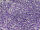 TOHO Round Beads 11/0 - 922 Ceylon Gladiola (ca. 10g)