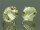 SWAROVSKI #5328 8mm Jonquil (213) SONDERFARBE Vintage