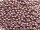 TOHO Round Beads 11/0 - PF579F PermaFinish Galvanized Frosted Pale Lilac (ca. 10 g)