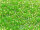 TOHO Aiko Beads 11/0 - 306 Shamrock-Lined Jonquil (ca. 3g)