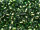 Miyuki Delica 11/0 DB182 Copper-Lined Fir Green (ca. 5g)