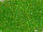 TOHO Round Beads 11/0 - 306 Shamrock-Lined Jonquil (50g Vorteilspack)