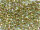 TOHO Round Beads 8/0 - 998 Gold-Lined Rainbow Light Jonquil (ca. 9,5g)
